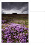 Summer Wildflowers in Iceland by Anonymous