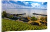Vineyards, the medieval city of Meersburg on Lake Constance (Bodensee), Baden-W?rttemberg, Germany by Anonymous
