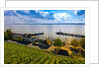 Vineyards, the medieval city of Meersburg on Lake Constance (Bodensee), Baden-W?rttemberg, Germany by Anonymous