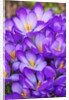 Spring crocuses by Anonymous