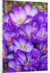 Spring crocuses by Anonymous