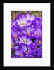 Spring crocuses by Anonymous