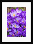 Spring crocuses by Anonymous