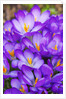 Spring crocuses by Anonymous