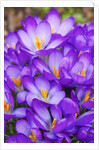 Spring crocuses by Anonymous