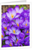Spring crocuses by Anonymous