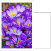 Spring crocuses by Anonymous