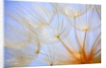 Close-up of a dandelion by Anonymous