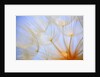 Close-up of a dandelion by Anonymous