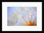 Close-up of a dandelion by Anonymous