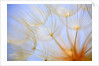 Close-up of a dandelion by Anonymous