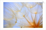 Close-up of a dandelion by Anonymous