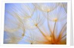 Close-up of a dandelion by Anonymous