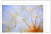 Close-up of a dandelion by Anonymous