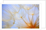 Close-up of a dandelion by Anonymous