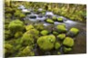 Mossy rocks along a creek by Anonymous