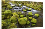 Mossy rocks along a creek by Anonymous