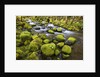 Mossy rocks along a creek by Anonymous