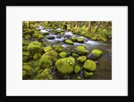 Mossy rocks along a creek by Anonymous
