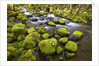 Mossy rocks along a creek by Anonymous