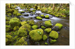 Mossy rocks along a creek by Anonymous