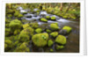 Mossy rocks along a creek by Anonymous
