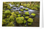Mossy rocks along a creek by Anonymous