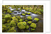 Mossy rocks along a creek by Anonymous