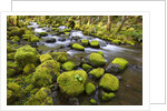Mossy rocks along a creek by Anonymous