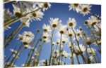 Sun and blue sky through daisies by Anonymous