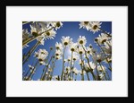 Sun and blue sky through daisies by Anonymous