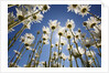 Sun and blue sky through daisies by Anonymous