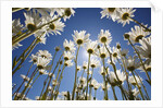Sun and blue sky through daisies by Anonymous