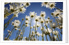 Sun and blue sky through daisies by Anonymous