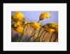 Close-up of daffodils by Anonymous