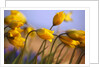 Close-up of daffodils by Anonymous