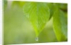 Rain drop on a leaf by Anonymous