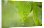 Rain drop on a leaf by Anonymous