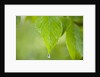 Rain drop on a leaf by Anonymous