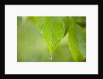 Rain drop on a leaf by Anonymous
