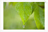 Rain drop on a leaf by Anonymous