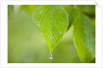 Rain drop on a leaf by Anonymous