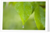 Rain drop on a leaf by Anonymous