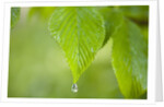 Rain drop on a leaf by Anonymous