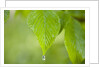 Rain drop on a leaf by Anonymous