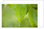 Rain drop on a leaf by Anonymous