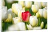 Red tulip in a field of white tulips by Anonymous