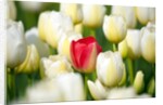 Red tulip in a field of white tulips by Anonymous