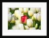 Red tulip in a field of white tulips by Anonymous