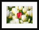 Red tulip in a field of white tulips by Anonymous